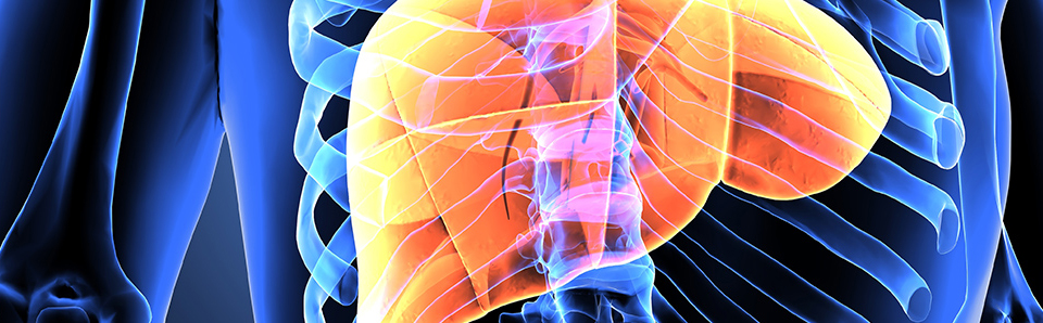 X Ray image of liver